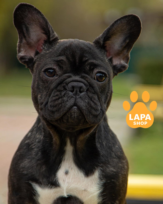 тигровий французький бульдог