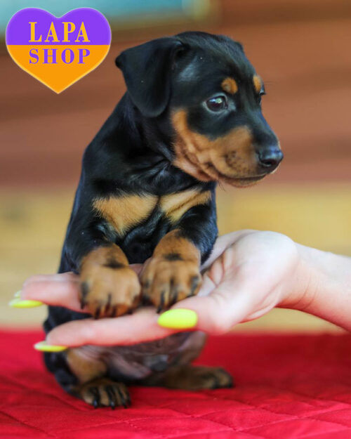 черный подпалый цвергпинчер