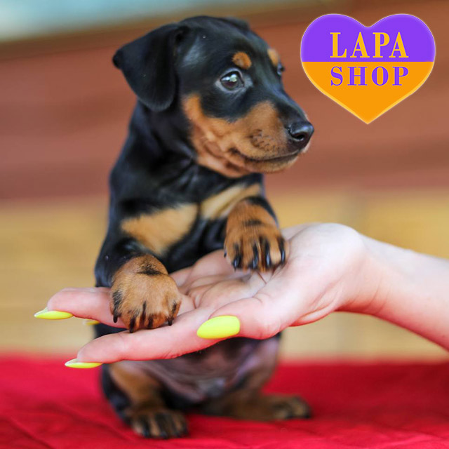 Miniature-Pinscher-02