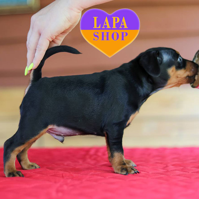 Miniature-Pinscher-03