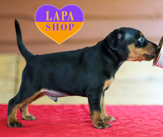 Miniature-Pinscher-04