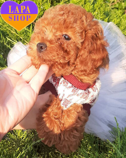 рыжий пудель миниатюрный