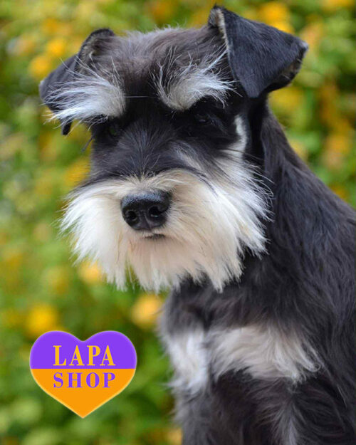 цвергшнауцер забарвлення чорне зі сріблом