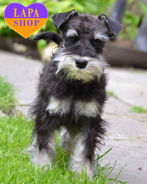 цвергшнауцер забарвлення чорне з сріблом