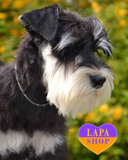 цвергшнауцер забарвлення чорне зі сріблом