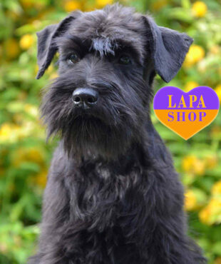 black miniature schnauzer
