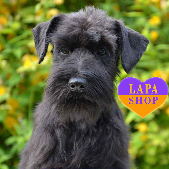 Продюсерка «Голодних ігор» обрала песика з України через Lapa.shop miniature schnauzer 02