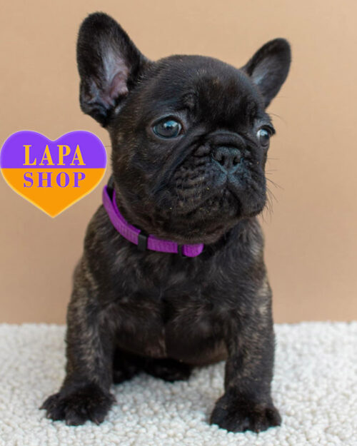 brindle French bulldog