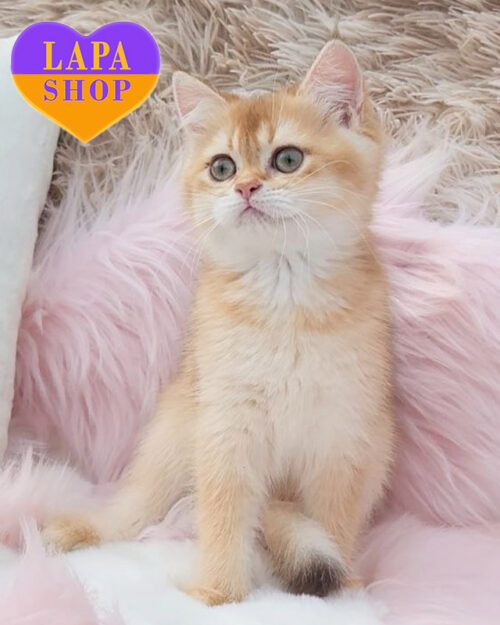 черное золотое скотиш-страйт