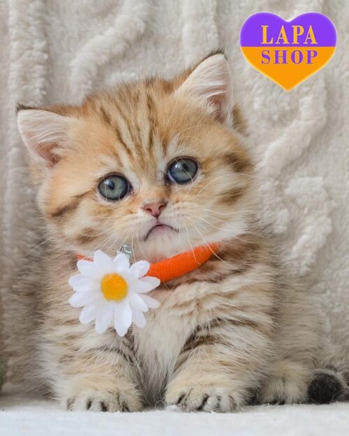 пятнистый манчкин