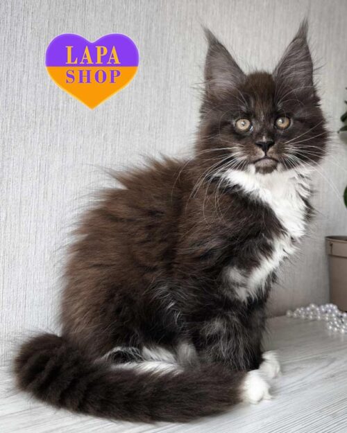 дымно-белая кошка мейн-кун