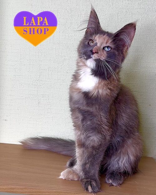 Mira is a Rare Maine Coon F3 Beauty in an Unique Color and With a Luxurious Multi-colored Eyes