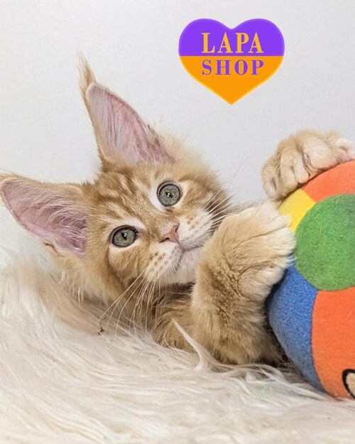 рудий мейн-кун