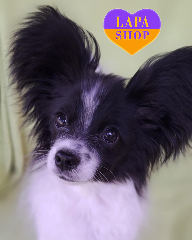 біло-чорний папільон