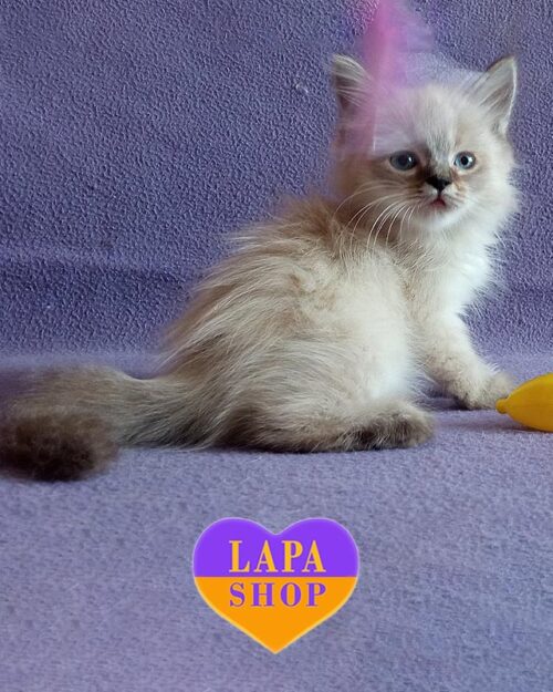 невская маскарадная кошка