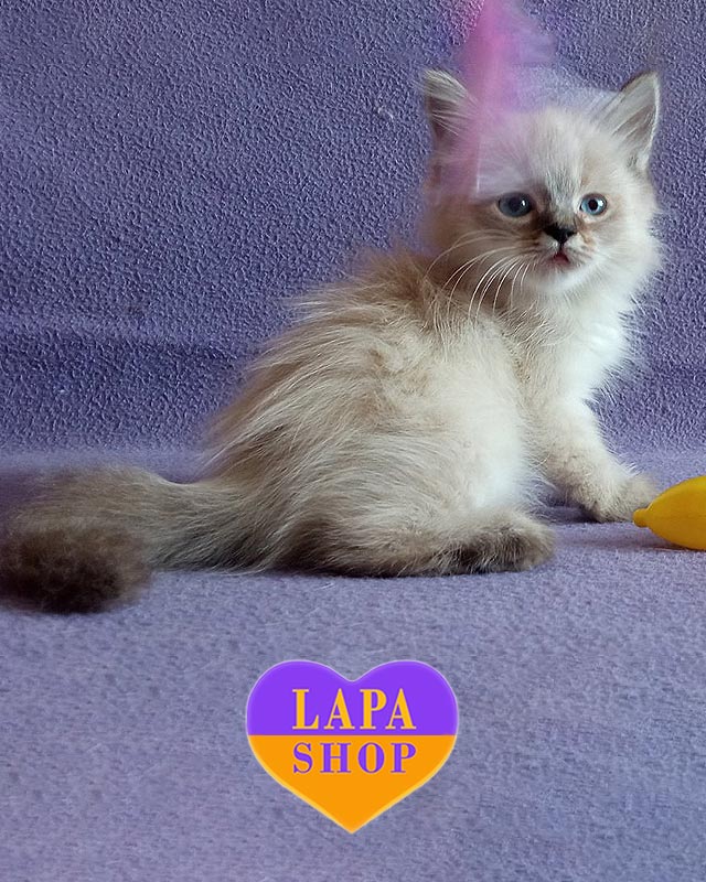 невська маскарадна кішка