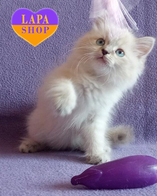 Neva Masquerade kitty