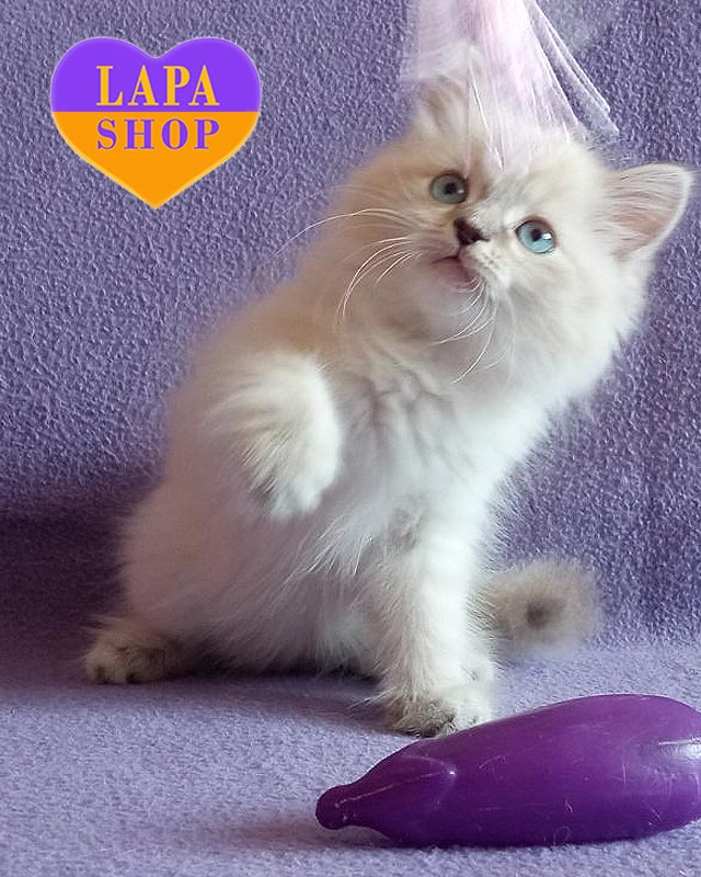 невская маскарадная кошка