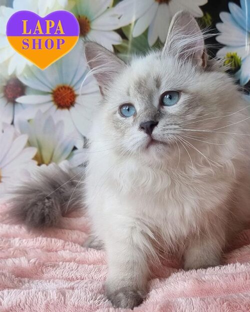 невська маскарадна кішка