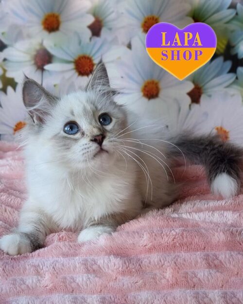 Очаровательная невская маскарадная кошечка Nuage – настоящая пушистая куколка с выразительным взглядом