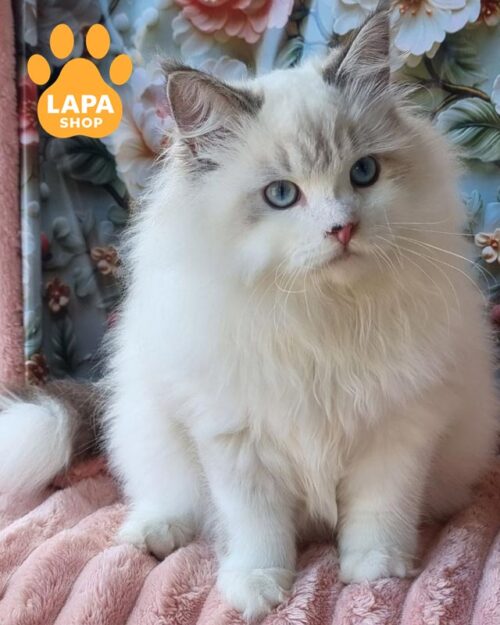 невський маскарадний котик