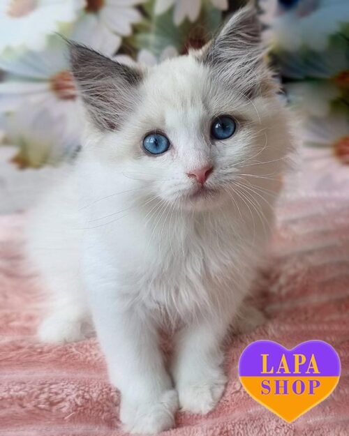 невская маскарадная кошка