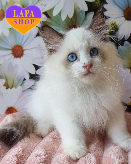 невский маскарадный котик