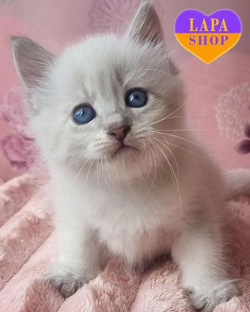 Neva Masquerade kitty