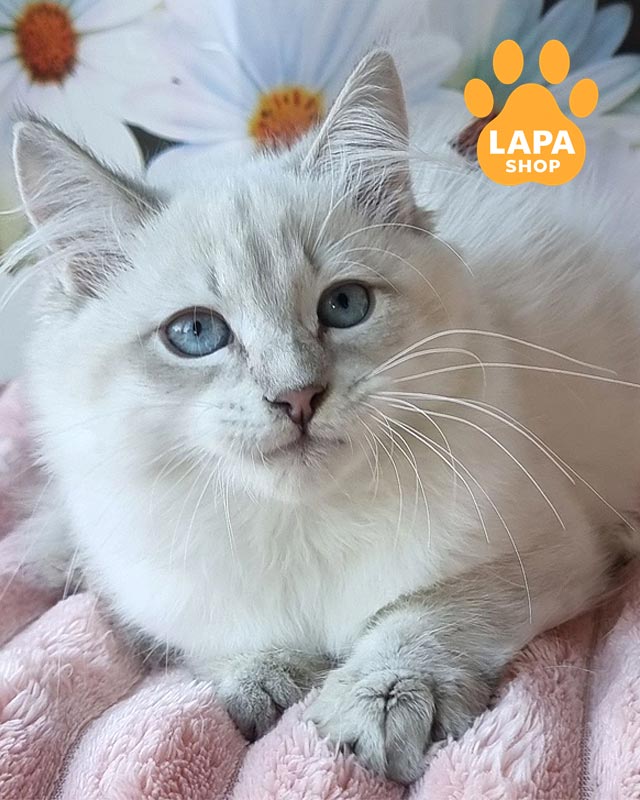 невська маскарадна кішка