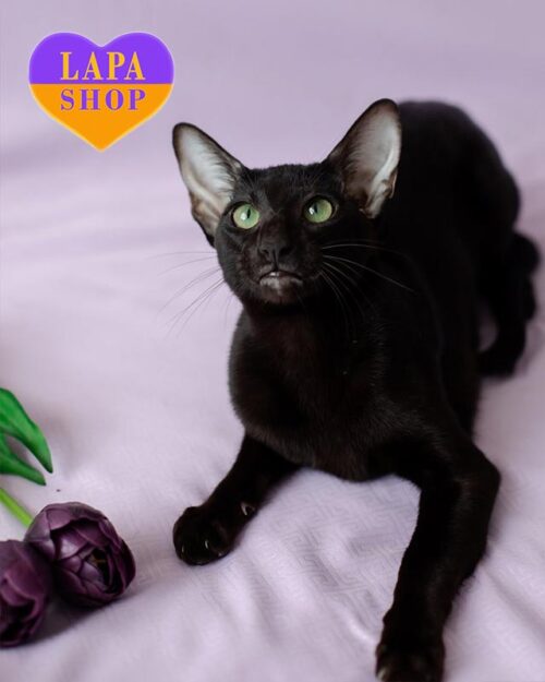 чорна орієнтальна кішка