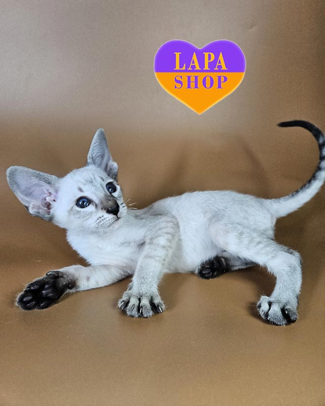 поинтовый ориентал