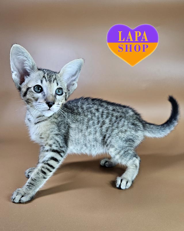 пятнистая ориентальная кошка