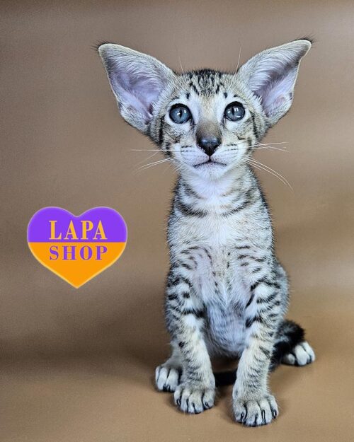 пятнистый ориентал