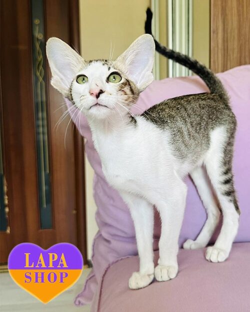 плямисто-білий орієнтал