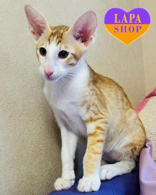 бело-рыжий ориентал