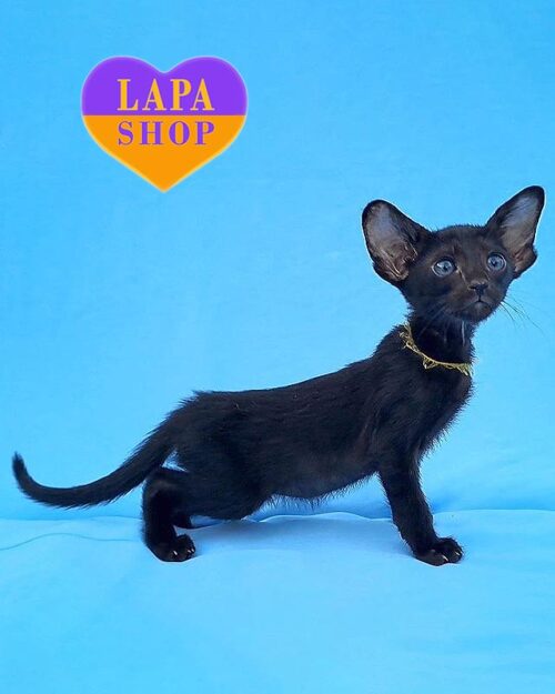 black Oriental