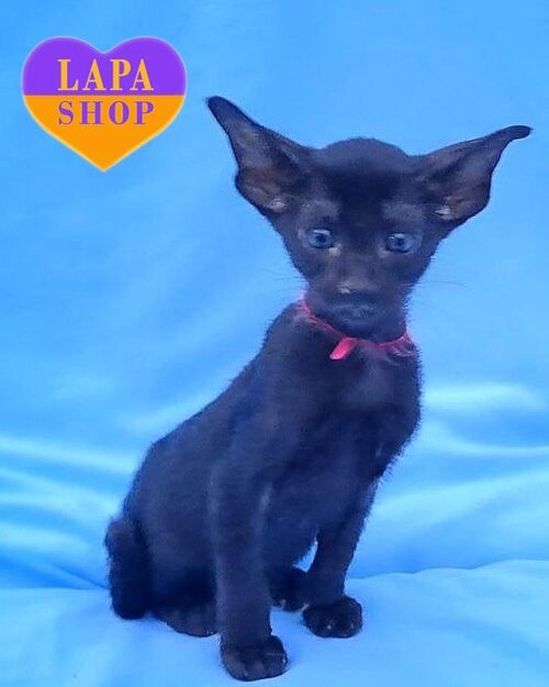 black Oriental kitty