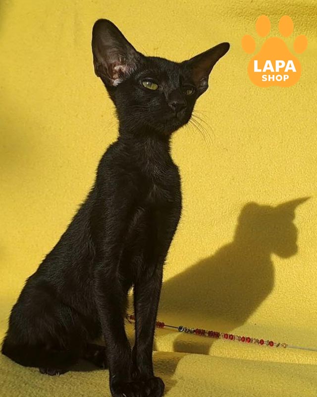 чорна орієнтальна кішка