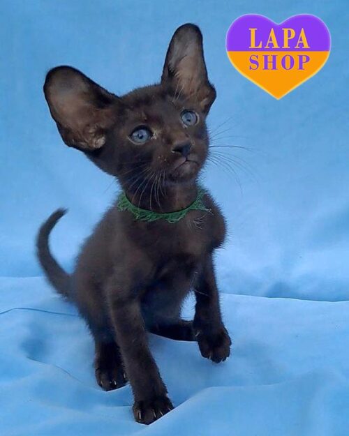 black Oriental