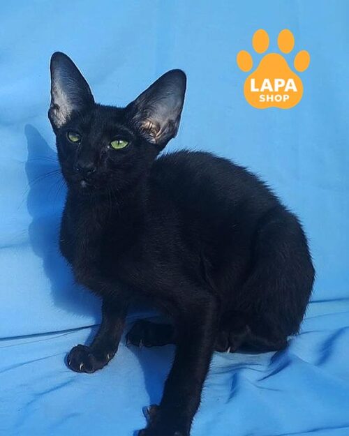 чорний орієнтал