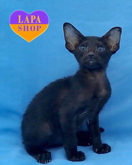 black Oriental