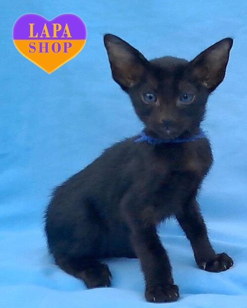 black Oriental