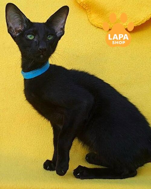 чорний орієнтал