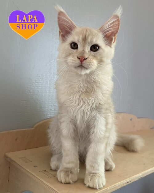 кремово-сріблястий мейн-кун