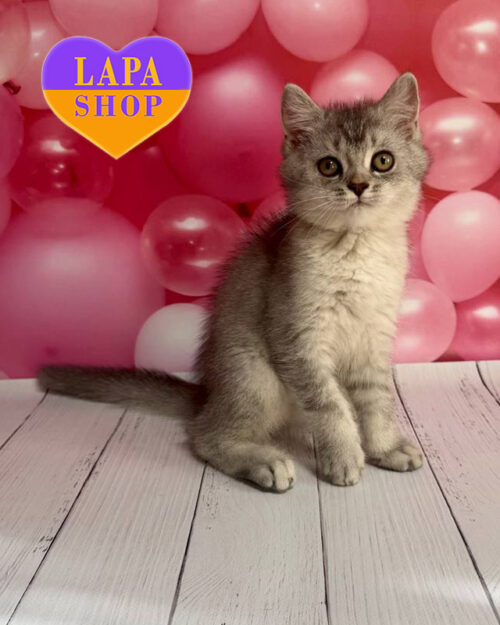 голубой серебристый скотиш-страйт