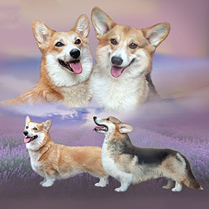 Рыже-белый красавец Iron Archer породы вельш корги пемброк parents 1