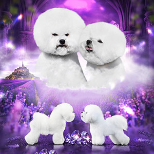 Пушистая красавица породы бишон фризе белого окраса parents 11