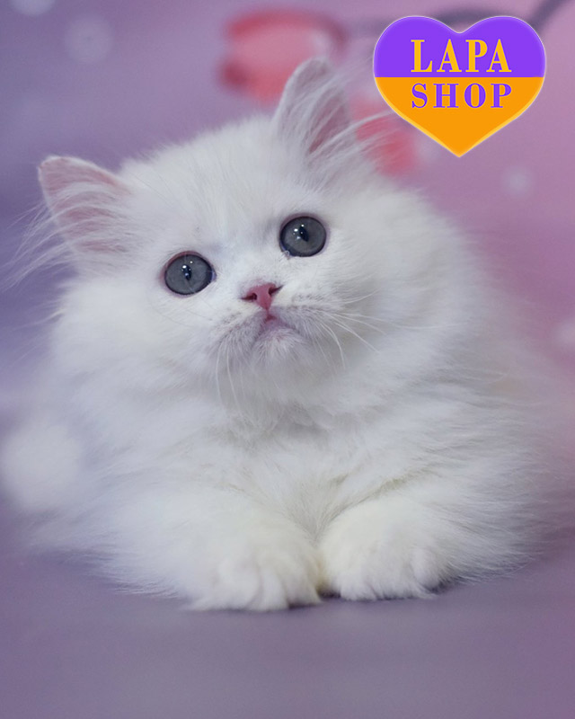 білий менует довгошерстий