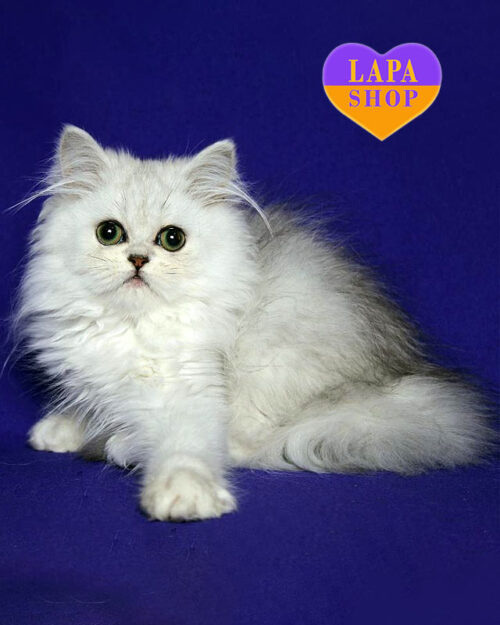 срібляста перська кішка