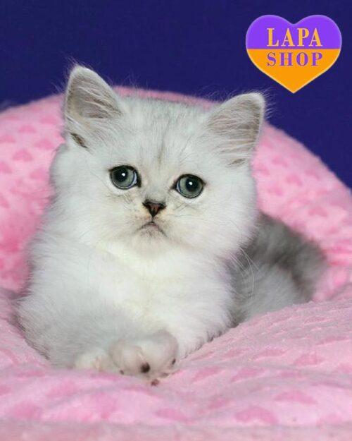 серебристая персидская кошечка